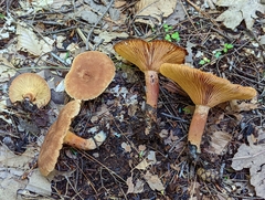 Lactarius camphoratus