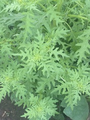 Dysphania graveolens