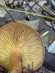 Lactarius camphoratus