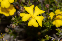 Hibbertia gracilipes