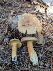 Lactarius camphoratus