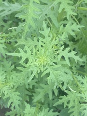 Dysphania graveolens