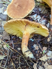 Lactarius camphoratus