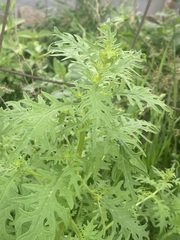 Dysphania graveolens