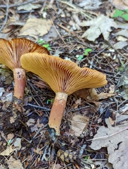 Lactarius camphoratus