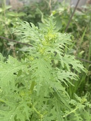 Dysphania graveolens