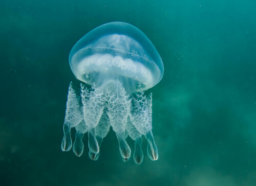 barrel jellyfish