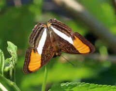 Adelpha cytherea cytherea