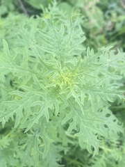 Dysphania graveolens