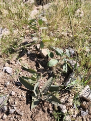 Asclepias nyctaginifolia