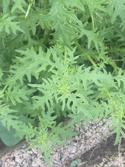 Dysphania graveolens