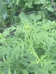 Dysphania graveolens