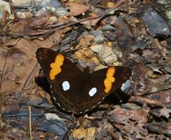 Adelpha leucophthalma