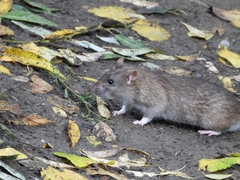 Rattus norvegicus