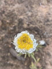 Polycalymma stuartii