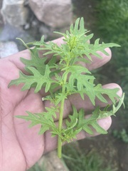 Dysphania graveolens