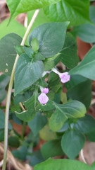 Dicliptera chinensis