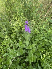 Tradescantia crassifolia