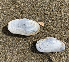 Exolaternula liautaudi