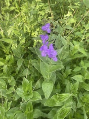 Tradescantia crassifolia
