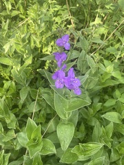 Tradescantia crassifolia