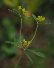 Eriogonum wootonii