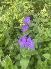 Tradescantia crassifolia