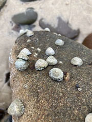 Bembicium nanum