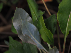 Eriogonum wootonii