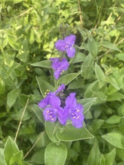 Tradescantia crassifolia
