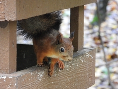 Sciurus vulgaris