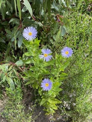 Olearia rudis