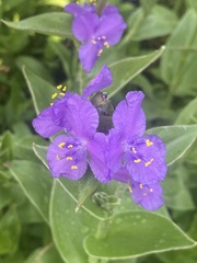 Tradescantia crassifolia