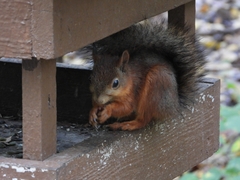 Sciurus vulgaris