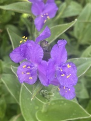 Tradescantia crassifolia
