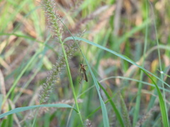Bittacidae