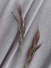 Bromus variegatus