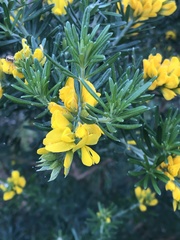 Genista linifolia