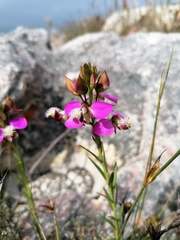 Polygala bracteolata