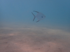 Trachinotus blochii