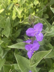 Tradescantia crassifolia