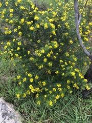 Genista linifolia