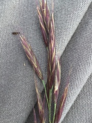 Bromus variegatus