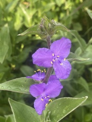 Tradescantia crassifolia