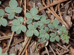Acmispon decumbens