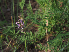 Astragalus flexuosus
