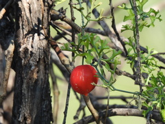 Ibervillea tenuisecta