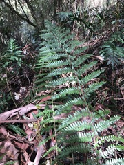Polystichum