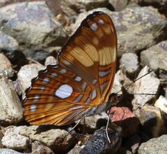 Adelpha leucophthalma