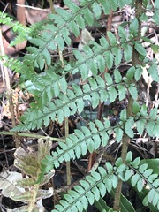 Polystichum